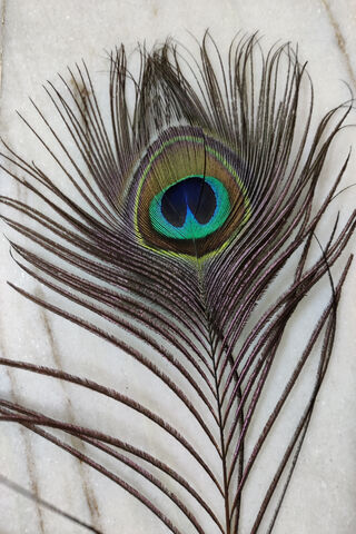 Nature's Colorful Brushstroke: The Peacock Feather