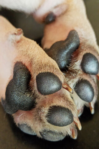 Paw-sitively Adorable Pug Paws! 🐾❤️