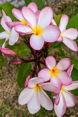 Blossoms of Serenity: The Pink Plumeria 🌸✨