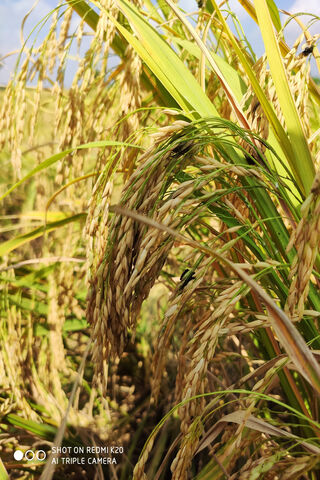 Paddy Fields: Nature's Golden Treasure 🌾✨