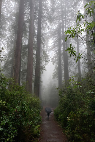 Redwoods Mist