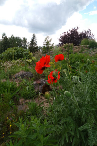 Vibrant Blooms of the Poppy Garden 🌺🌿