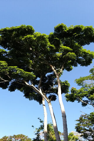 Majestic Árvore: Nature's Canopy 🌳✨