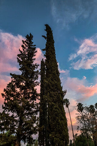 Majestic Árbol Under a Colorful Sky 🌳🌅