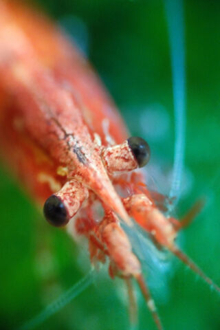 Red Cherry Shrimp