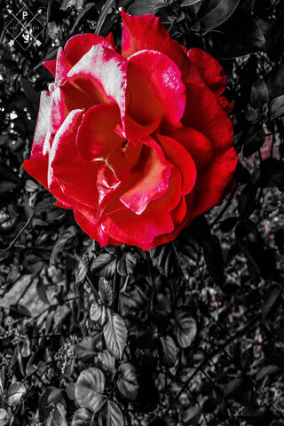 Rosa: The Bold Beauty 🌹