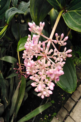 Galactic Blooms: Nature's Star Wars 🌌🌸