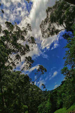 Endless Horizons 🌤️🌳