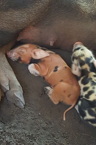 Dreamy Moments of a Baby Pig 🐷💤