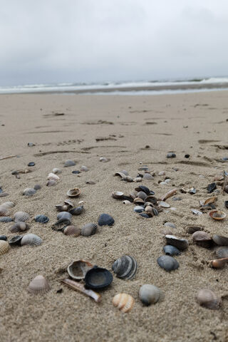 Whispers of the Shore: A Strand of Treasures 🌊🐚