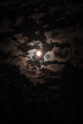 Moonlit Whispers: A Night to Remember 🌙✨