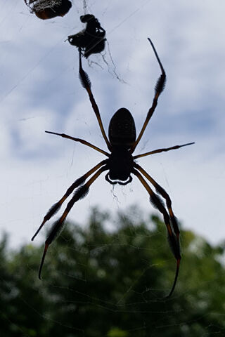 Web of Wonders: The Spider's Dance 🕷️✨