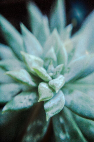 Succulent Serenity: Nature's Green Gem 🌿✨