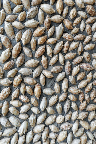 Nature's Tiny Treasures: The Shell Collection 🐚✨