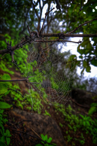 Nature's Intricate Web: A Spider's Masterpiece 🕸️🌿
