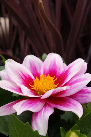 Blooming Truth: A Floral Anthem 🌸✨