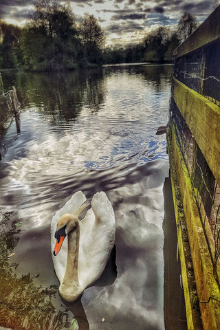 Majestic Serenity: The Bender King