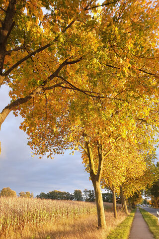Autumn's Golden Pathway 🍂✨