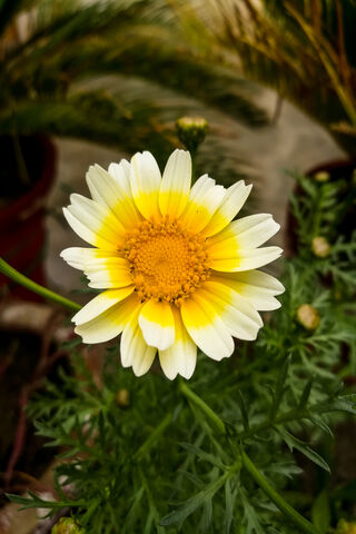 Sunshine Blossom 🌼