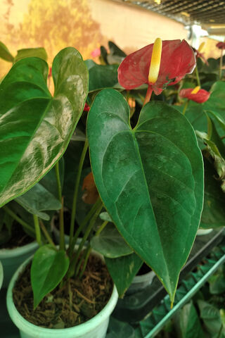 The Unique Beauty of Anthurium 🌺🍃