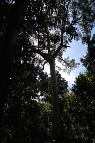 Nature's Giant: The Majestic VW Polo 6n2 GTi