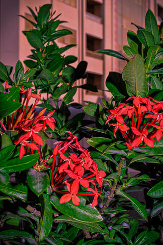 Crimson Blooms: Nature's Vibrant Touch 🌺🌿