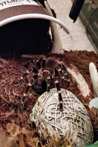 The Enigmatic WhiteKnee Tarantula 🕷️✨