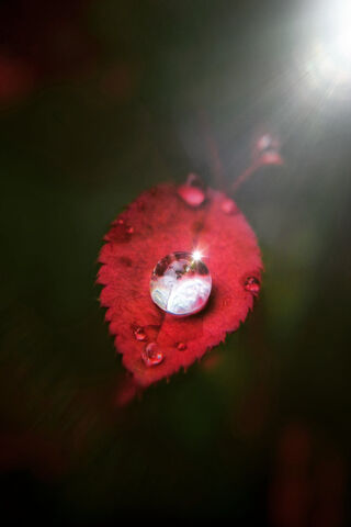 Nature's Gem: The Youngboy Leaf