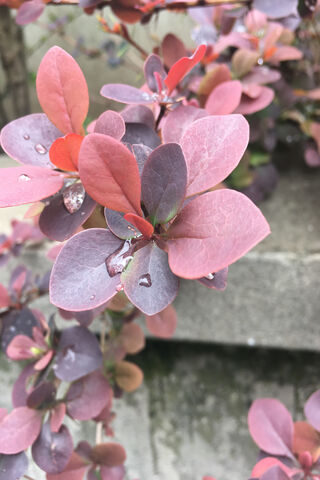 Yaprak: Nature's Colorful Canvas 🍃🌸