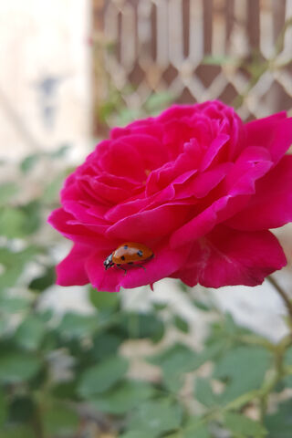 Nature's Harmony: A Ladybug's Delight on a Rose 🌹🐞