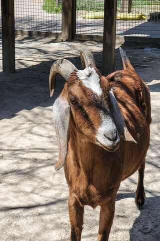 Meet the Charming Zoo Goat! 🐐✨
