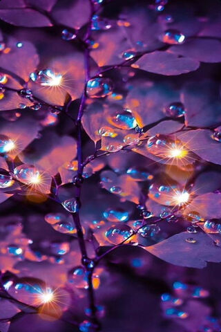 Enchanting Drops: Nature's Liquid Ornaments ✨💧
