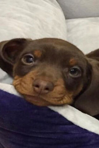 The Discerning Pup 🐾