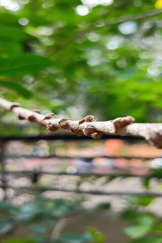 Nature's Hidden Hero: The Batman Lizard 🦎🌿