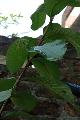 Jurassic Jungle: A Glimpse into Prehistoric Flora 🌿🦖