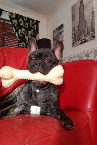 Hulk the Playful French Bulldog 🐶💪