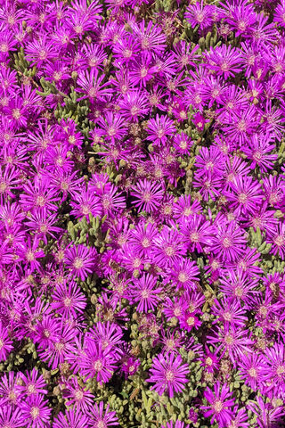 Blooming Marvels: Nature's Iron Man Suit