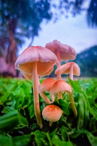 Whimsical Wonders: The Enchanted Mushroom Grove 🍄✨