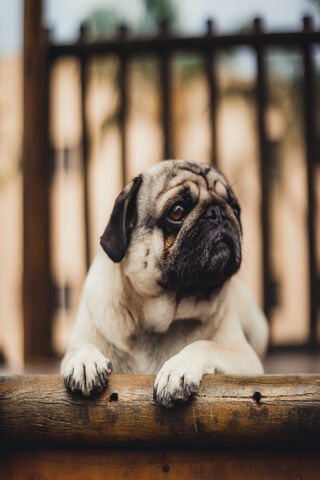 Mighty Thor: The Pug Hero 🐾