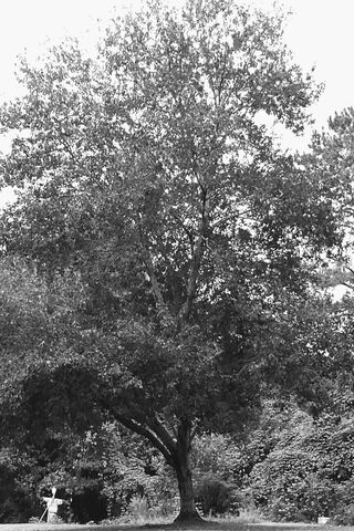 Whispers of the Venomous Tree 🌳🖤