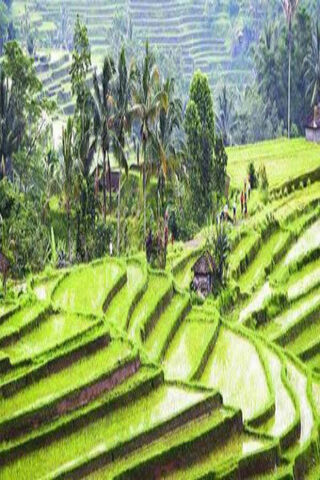 Bali Subak