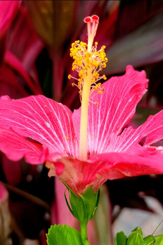 Radiant Hibiscus: Nature's Pink Wonder 🌺
