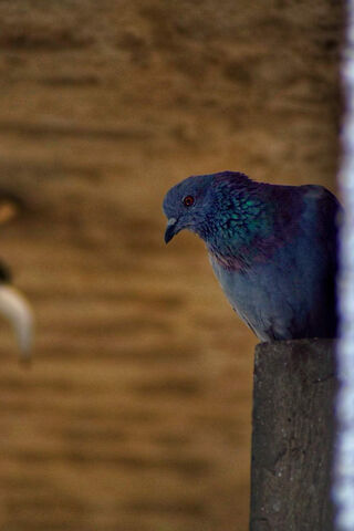 Suga: The Serene Pigeon