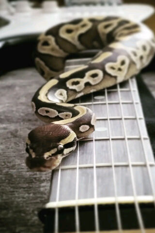 Guitar Python