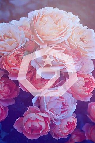 Blooming Beats: GOT7's Floral Vibe 🌸🎶