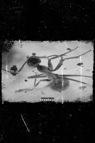 The Hidden World of Insects 🐜✨