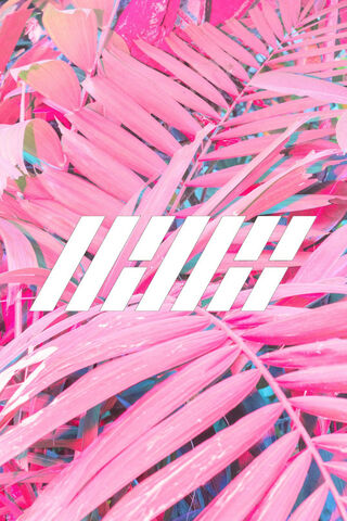 Tropical Vibes: The IKon Experience 🌴✨