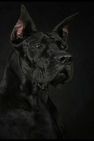 Majestic Guardian: The Great Dane