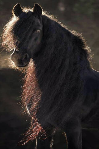 Majestic Mane: The Note 10 Plus Stallion 🐎✨