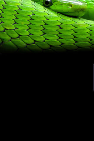 Emerald Elegance: The N..